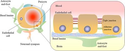 The Molecular Mechanisms of Ferroptosis and Its Role in Blood-Brain Barrier Dysfunction
